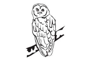 Animal - Owl Line Art png