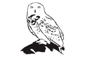 animal - hibou ligne art png