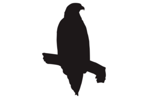 Animal - Perched Eagle Silhouette png