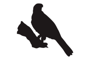 Animal - Perched Eagle Silhouette png