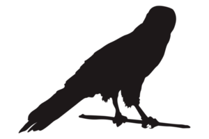 Animal - Perched Eagle Silhouette png