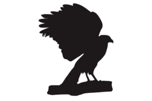 animal - perché Aigle silhouette png