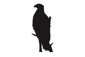 Animal - Perched Eagle Silhouette png