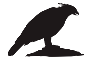 Animal - Perched Eagle Silhouette png