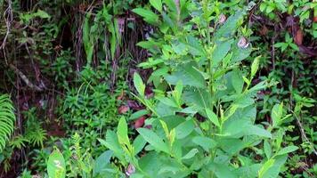 Orange black yellow butterfly butterflies insect on green plant Thailand. video