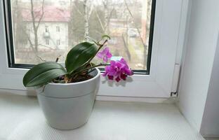 photo purple orchid phalaenopsis in pot