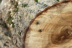 photo flies on round logs from a felled tree