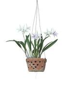 Beautiful purple and white orchid flower bloom on the tree in hanging pots isolated on white background included clipping path. photo