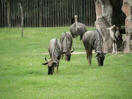 wildebeest eating grass in natur photo