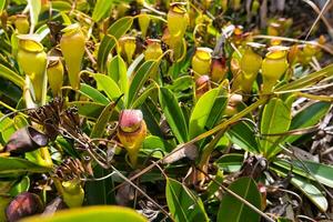 Copolia trail, pitcher plants on the top of copolia trail, Mahe Seychelles photo