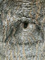 forest demon eye, abstract background, tree bark photo