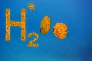 3D illustration pure energy orange h2 hydrogen and two orange mask butterflyfish in blue sea water photo
