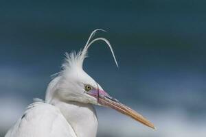 reef egret standing at the beach with standing feathers on the head photo