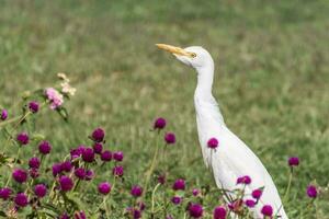 young white egret standing between lilac flowers in a resort photo