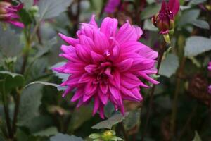 Flower garden red pink gulap jaba green tree yellow flower photo