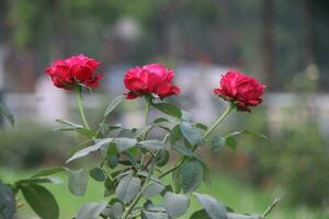 Flower garden red pink gulap jaba green tree yellow flower photo