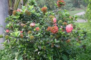 Flower garden red pink gulap jaba green tree yellow flower photo