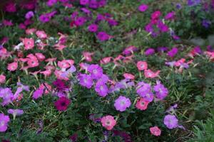 Flower garden red pink gulap jaba green tree yellow flower photo