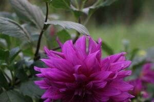 Flower garden red pink gulap jaba green tree yellow flower photo