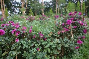 Flower garden red pink gulap jaba green tree yellow flower photo