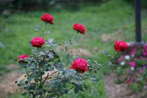 Flower garden red pink gulap jaba green tree yellow flower photo