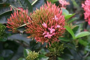 Flower garden red pink gulap jaba green tree yellow flower photo