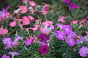 Flower garden red pink gulap jaba green tree yellow flower photo