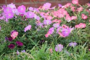 Flower garden red pink gulap jaba green tree yellow flower photo