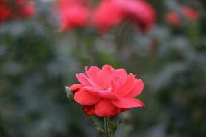 Flower garden red pink gulap jaba green tree yellow flower photo