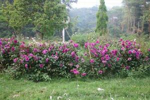 Flower garden red pink gulap jaba green tree yellow flower photo