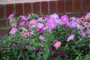 Flower garden red pink gulap jaba green tree yellow flower photo