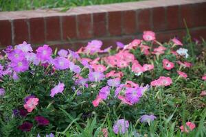 Flower garden red pink gulap jaba green tree yellow flower photo