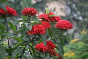 Flower garden red pink gulap jaba green tree yellow flower photo