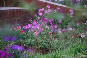 Flower garden red pink gulap jaba green tree yellow flower photo