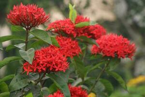 Flower garden red pink gulap jaba green tree yellow flower photo