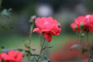 Flower garden red pink gulap jaba green tree yellow flower photo