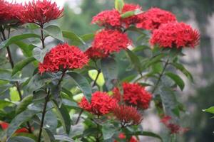 Flower garden red pink gulap jaba green tree yellow flower photo