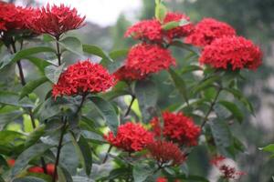 Flower garden red pink gulap jaba green tree yellow flower photo