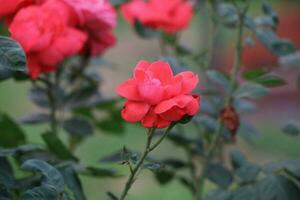 Flower garden red pink gulap jaba green tree yellow flower photo