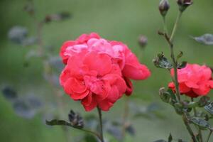 Flower garden red pink gulap jaba green tree yellow flower photo