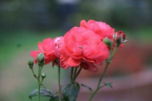 Flower garden red pink gulap jaba green tree yellow flower photo