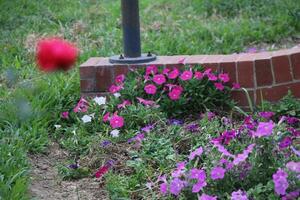 Flower garden red pink gulap jaba green tree yellow flower photo