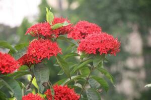 Flower garden red pink gulap jaba green tree yellow flower photo