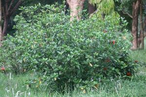 Flower garden red pink gulap jaba green tree yellow flower photo