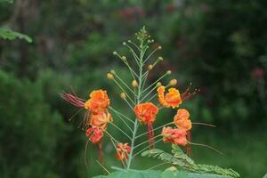 Flower garden red pink gulap jaba green tree yellow flower photo