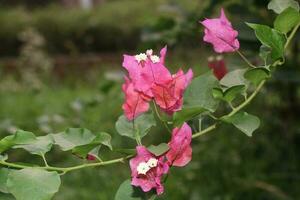Flower garden red pink gulap jaba green tree yellow flower photo