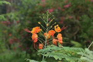 Flower garden red pink gulap jaba green tree yellow flower photo