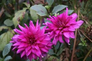 Flower garden red pink gulap jaba green tree yellow flower photo