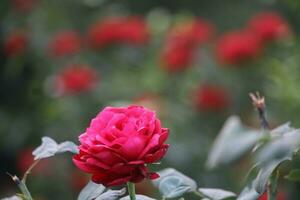 Flower garden red pink gulap jaba green tree yellow flower photo