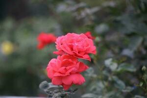 Flower garden red pink gulap jaba green tree yellow flower photo